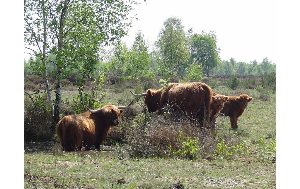 Helfen bei der Offenhaltung der Drover Heide: Schottische Hochlandrinder (2013)