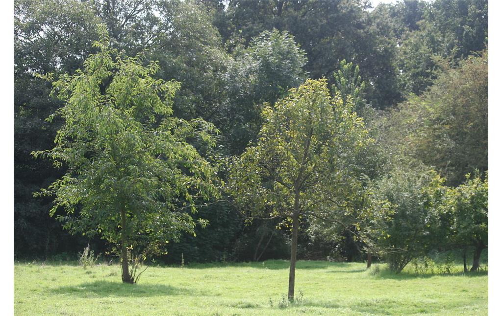 Verbliebene Bäume auf der Wiese im Nüssenberger Busch (2014)