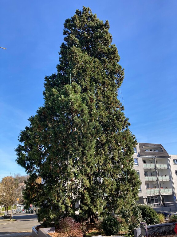 Naturdenkmal Riesen-Mammutbaum in Wermelskirchen (2020)