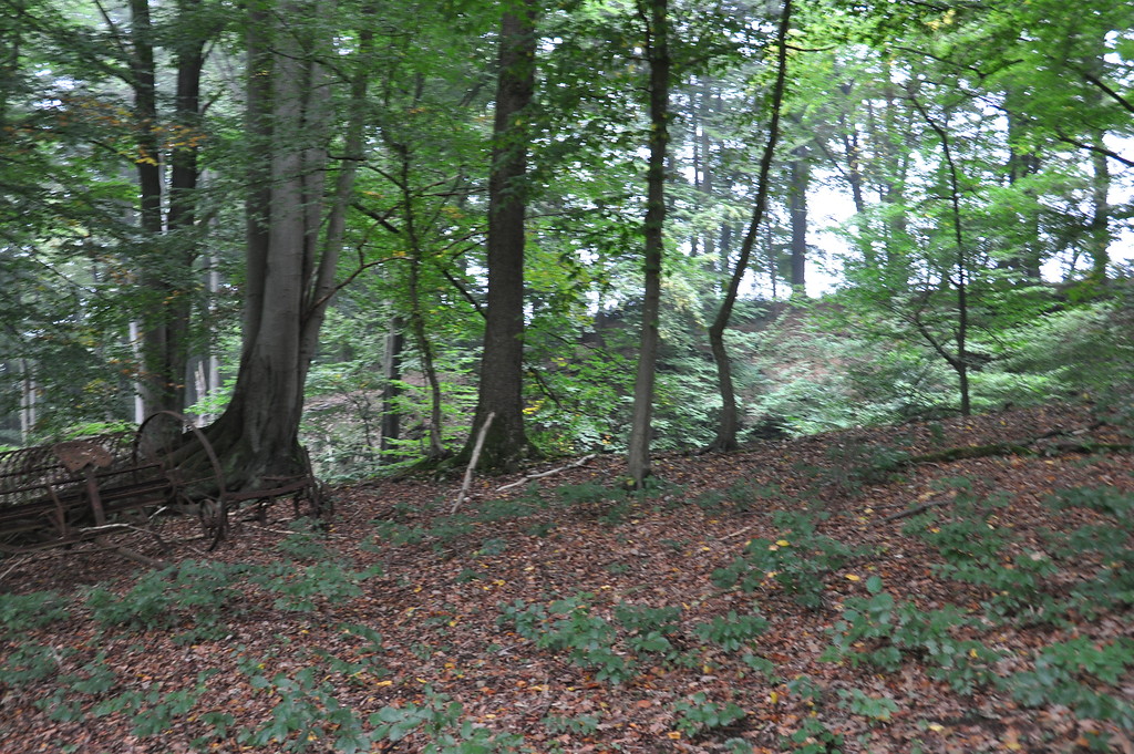 Abbaukanten und Abraumhalden des Kalksteinbruches bei Vordermühle (2013)