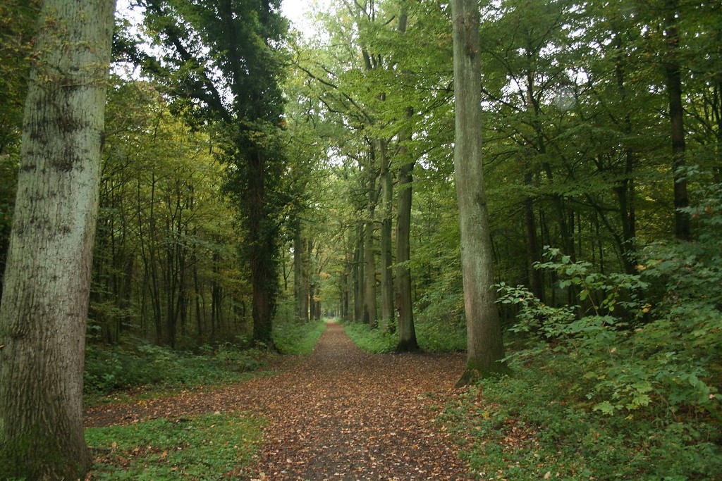 Ein Weg, der mitten durch den Forstwald führt, ist mit einer Eichenallee bestanden (2015).