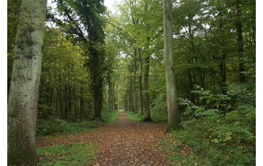Ein Weg, der mitten durch den Forstwald führt, ist mit einer Eichenallee bestanden (2015).