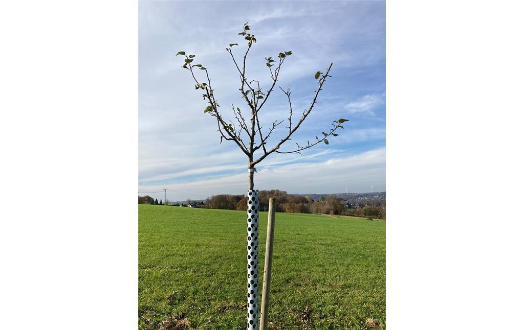 Junger Apfelbaum an der Obstbaum-Allee in Overath-Marialinden (2021)