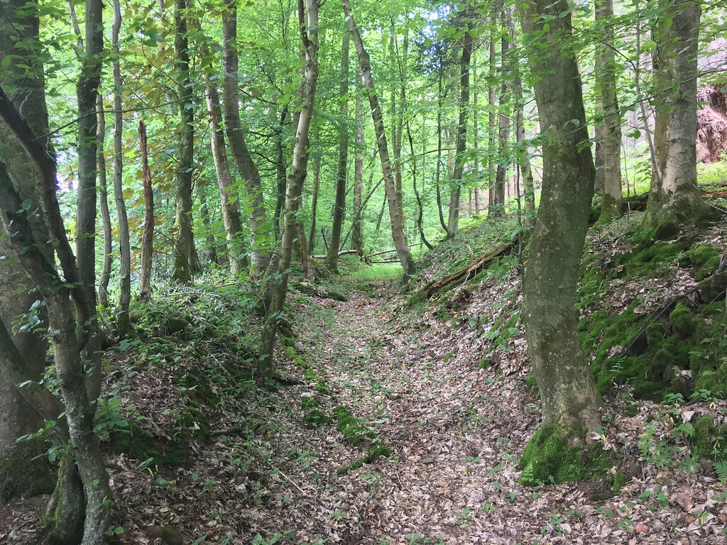 Hohlwegrelikte im Pfengstbachtal (2019)