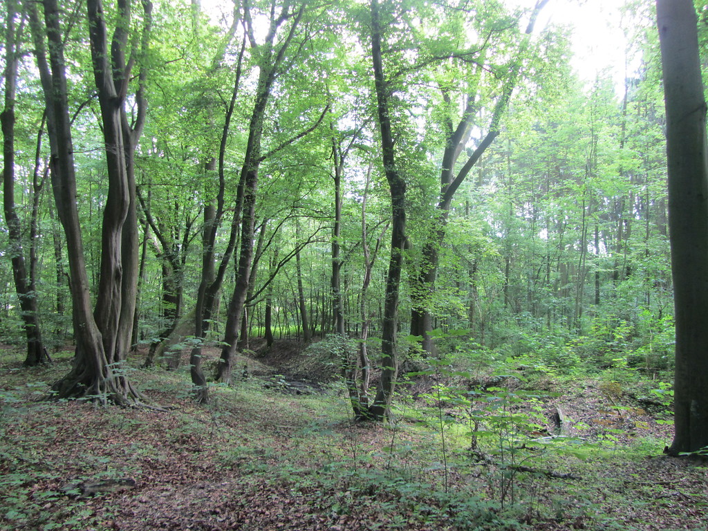 Niederwaldreste bei Kloster Burbach (2014)