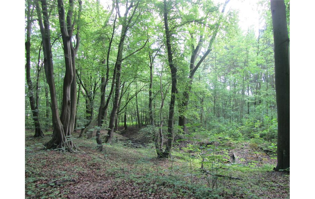Niederwaldreste bei Kloster Burbach (2014)