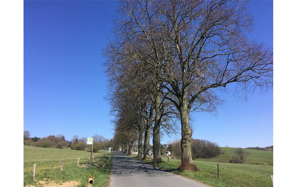 Naturdenkmal "Lindenallee" zwischen Olpe und Forsten (2020)