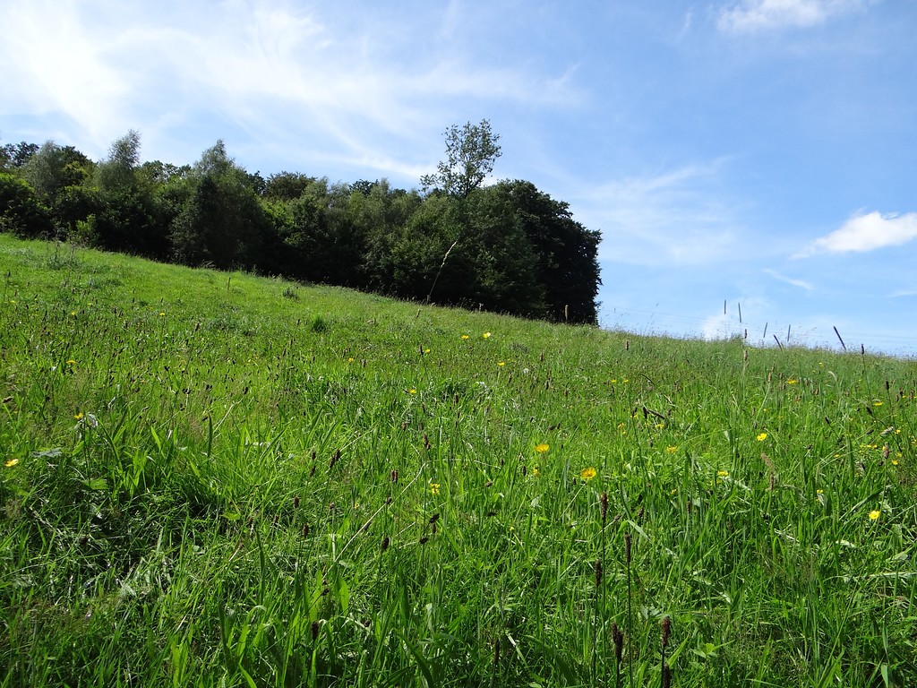 Dieses Grünland an einem steilen Hang bei Hommermühle (Gemeinde Kürten) wird beweidet, da eine Wiesennutzung per Mahd mit landwirtschaftlichen Maschinen nur schwer möglich wäre (2015).