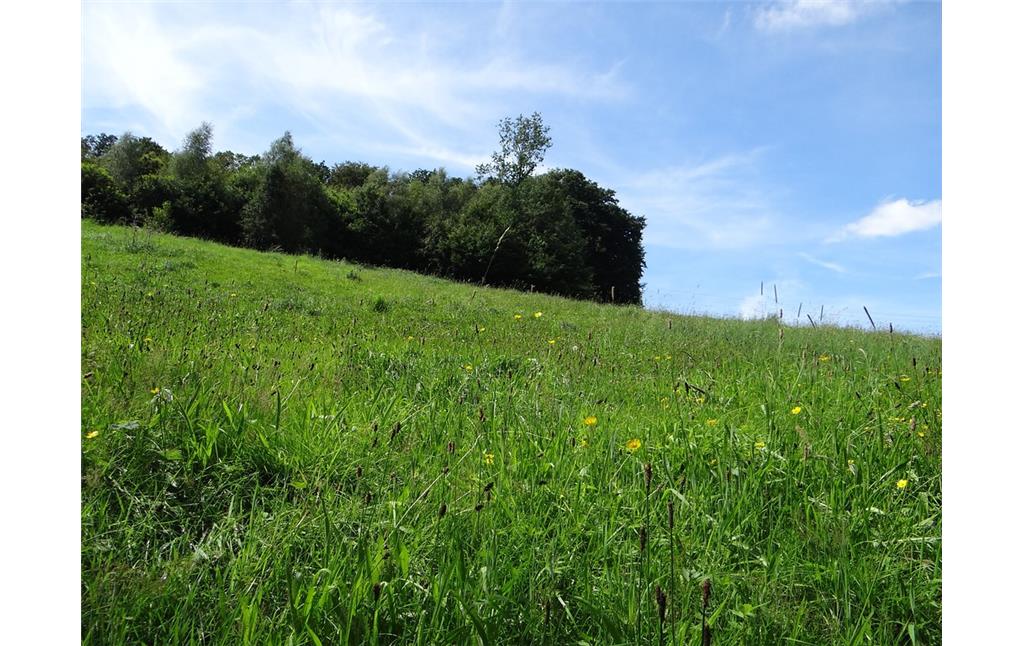 Dieses Grünland an einem steilen Hang bei Hommermühle (Gemeinde Kürten) wird beweidet, da eine Wiesennutzung per Mahd mit landwirtschaftlichen Maschinen nur schwer möglich wäre (2015).