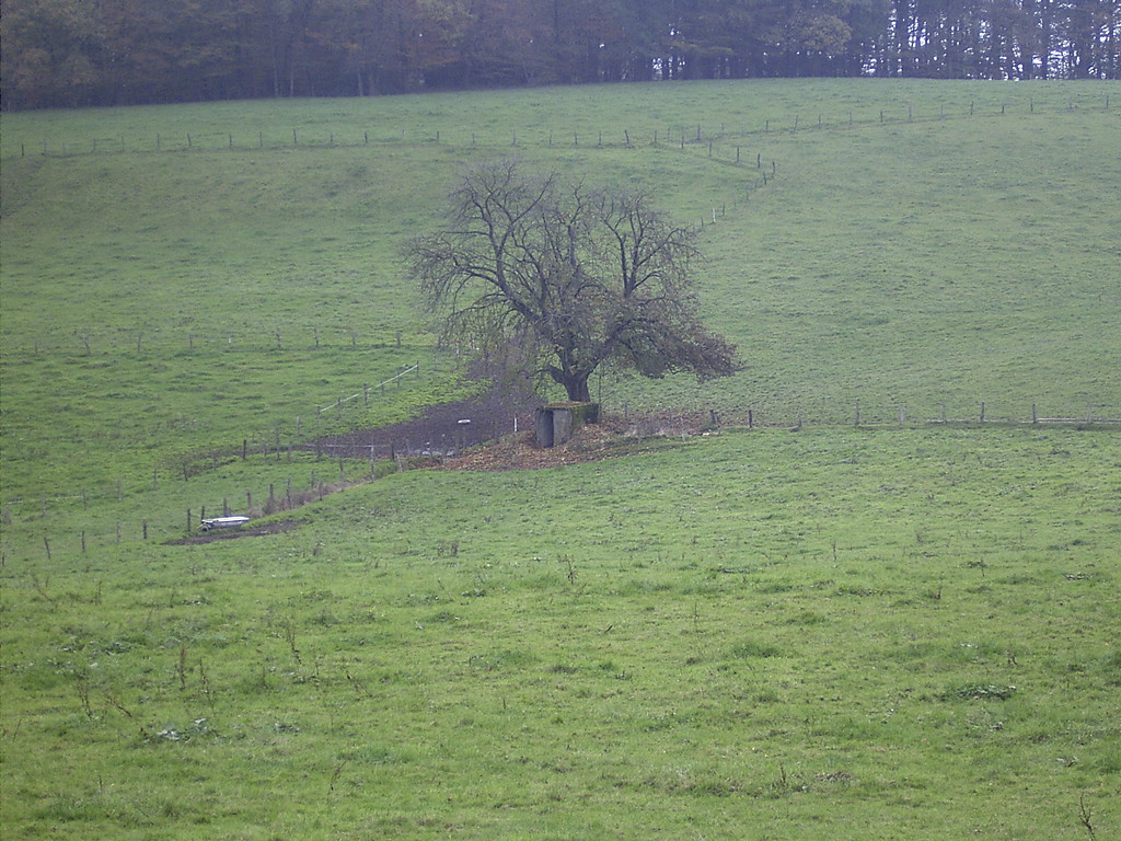 Quelle mit Einzelbaum auf einer Weide bei Altenholte (2007)