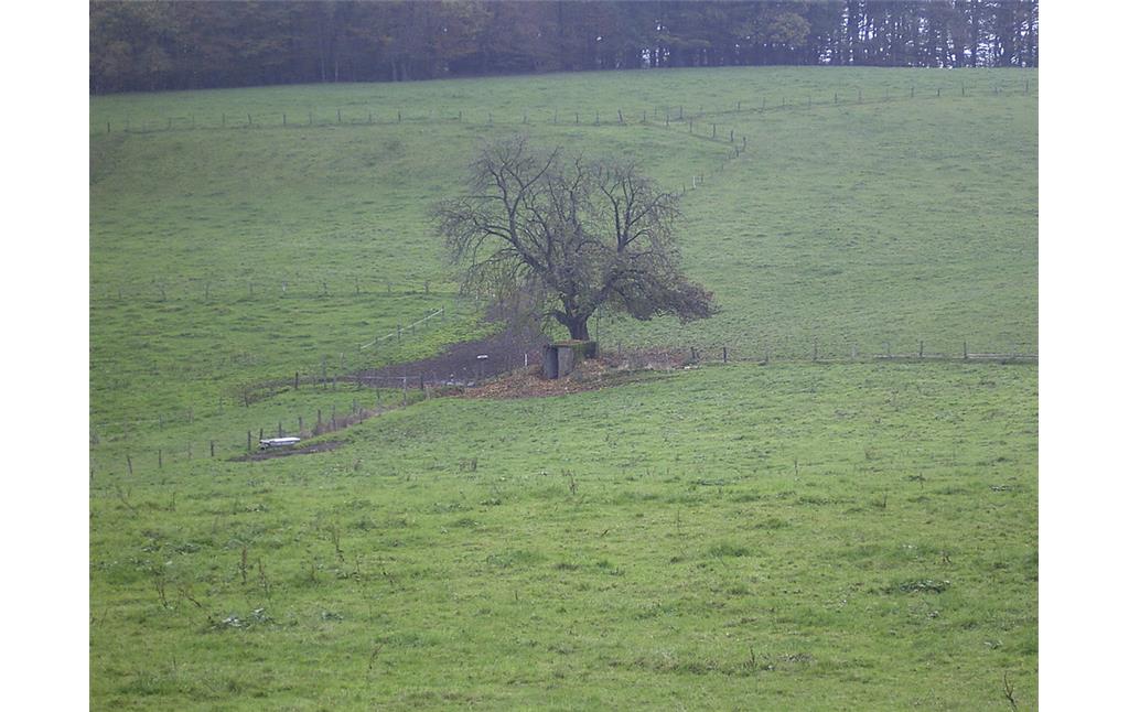 Quelle mit Einzelbaum auf einer Weide bei Altenholte (2007)