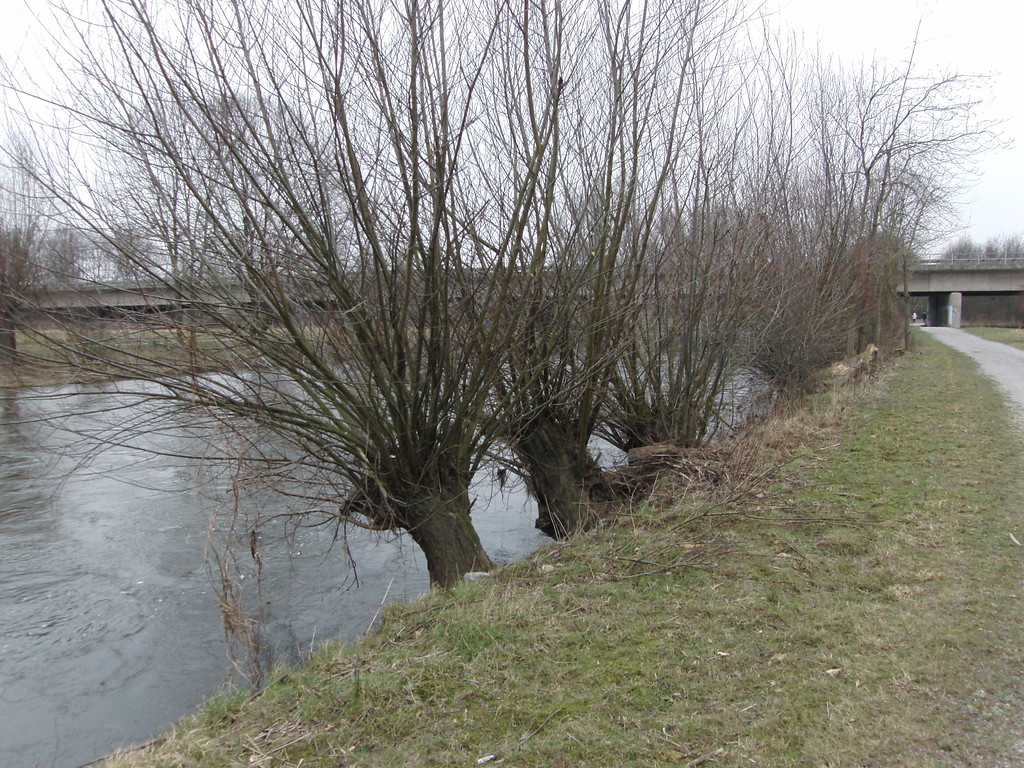 Noch unbelaubte Kopfbäume im zeitigen Frühjahr, an der Rur bei Jülich-Koslar (Februar 2013)