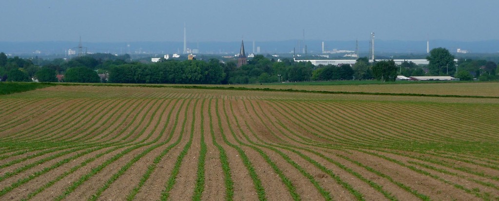 Abbildung 5: Terrassenhang zwischen Älteren und Jüngeren Mittelterrassen des Rheines; Blick nach Osten (2009)