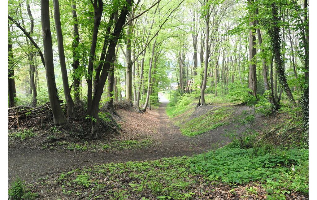 Alter Hohlweg zum Waldfriedhof bzw. Friedhofskapelle Birgelen. Der unbefestigte Weg liegt in einem Buchen-Niederwald und ist tief in den Hang eingeschnitten (2017).