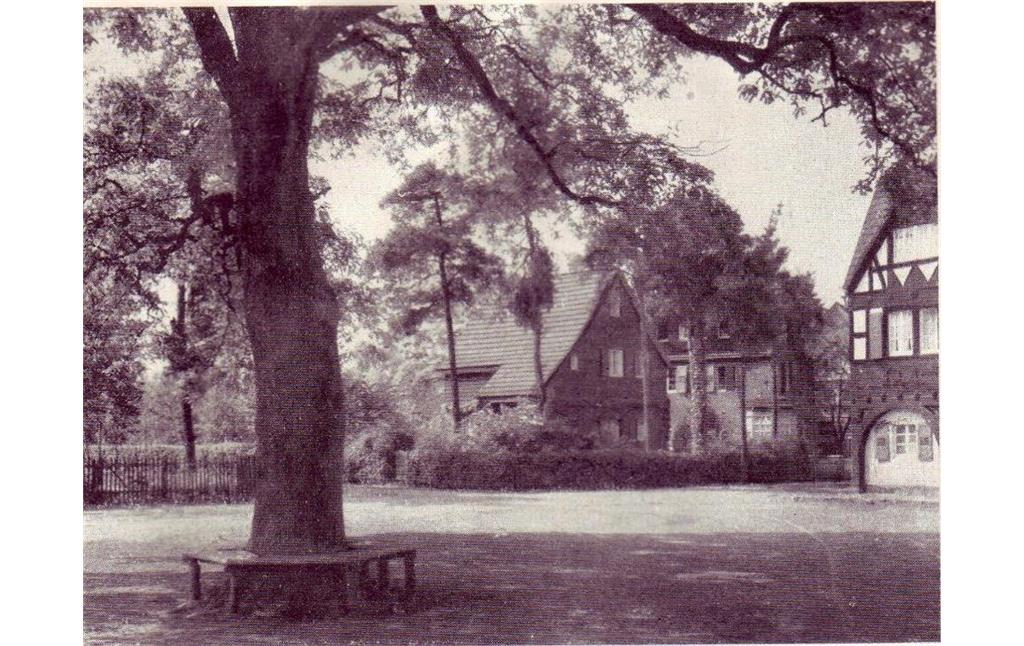 Stieleiche auf dem Eichplatz Gronauer Wald (um 1920)