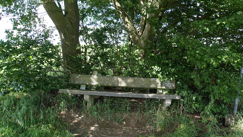 Baumgruppe (Buchen) mit Sitzbank an der Trasse des Kall Trails (2021)