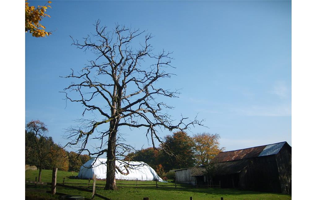 Markanter Totholzbestand auf einer Hausweide in Winkel (2008)