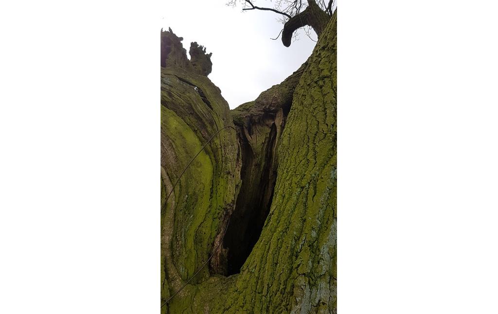 Alte Kopfeiche nördlich der Mommniederung bei Voerde (2018), Detailansicht des Stammes mit einer großen Baumhöhle