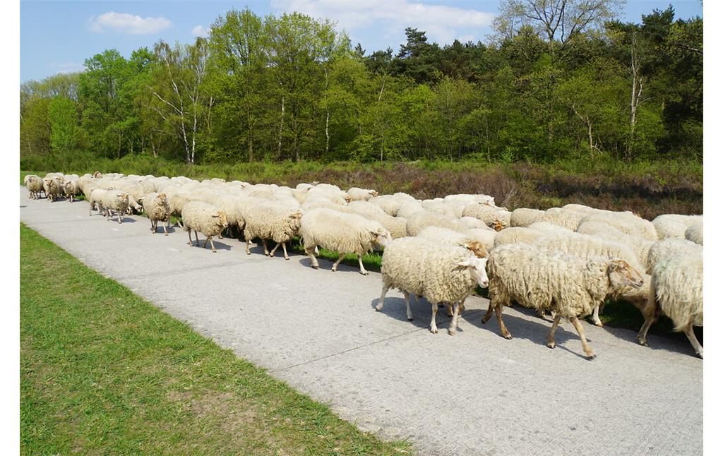 Auf den Betonplatten der Fahrwege des ehemaligen Fliegerhorstes traben die Schafe zu ihrem nächsten Einsatzort (2018)