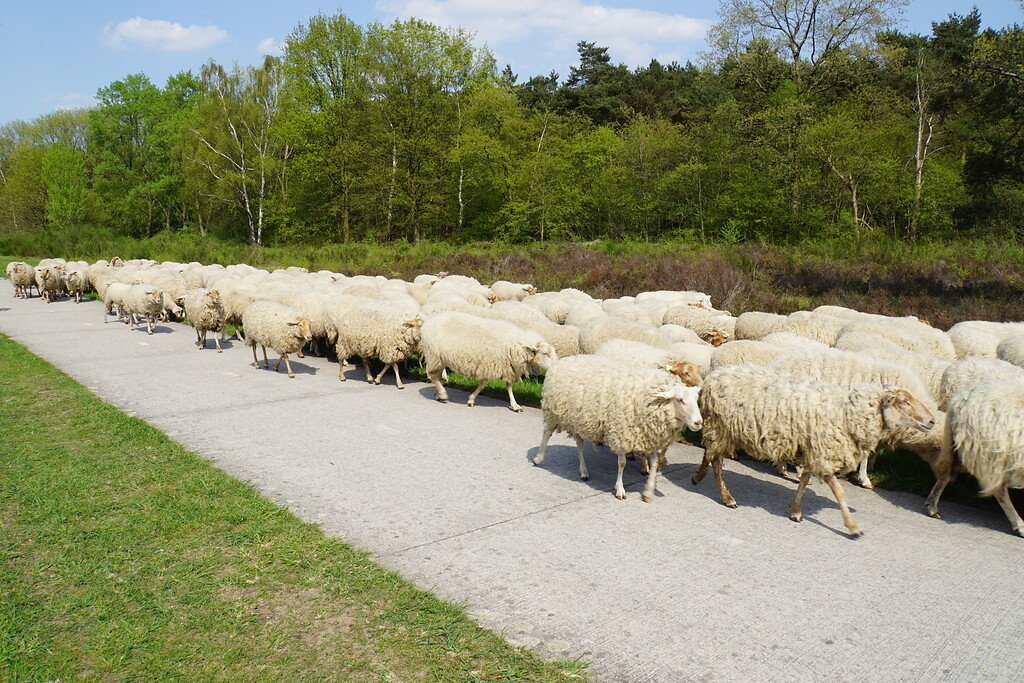 Auf den Betonplatten der Fahrwege des ehemaligen Fliegerhorstes traben die Schafe zu ihrem nächsten Einsatzort (2018)