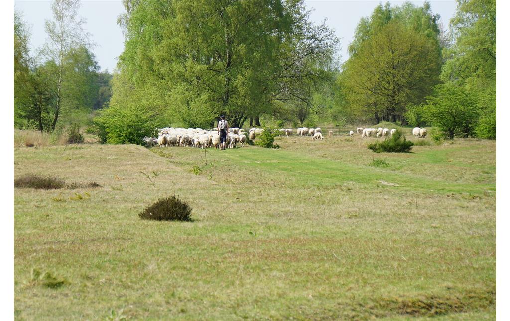 Schafherde in der Venloer Heide (2018)