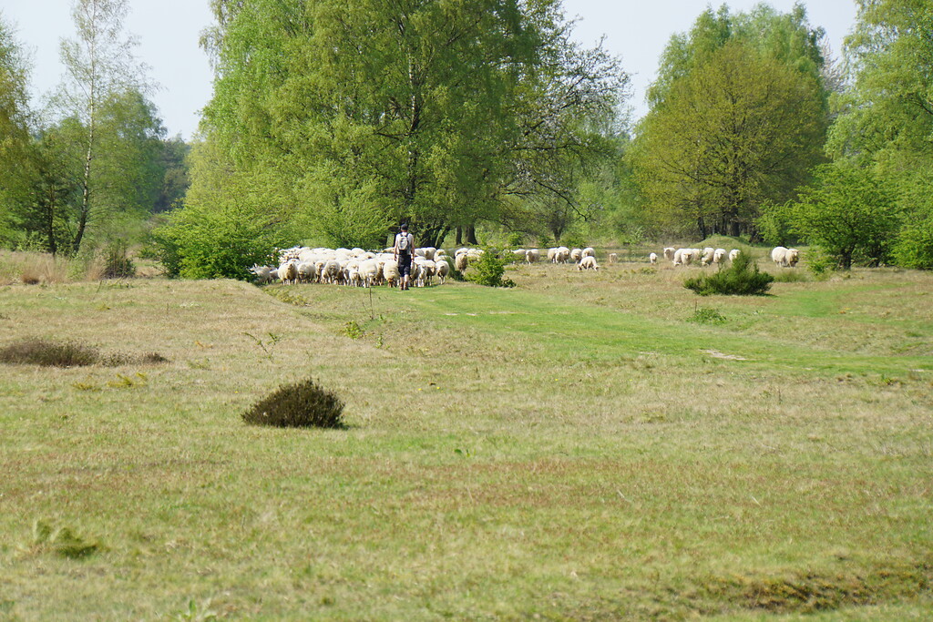 Schafherde in der Venloer Heide (2018)