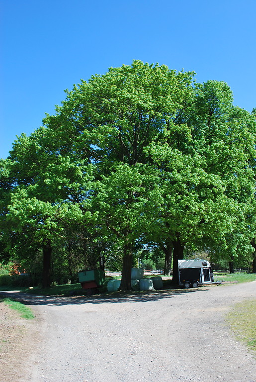 Kastanienbäumen vor dem östlichen Eingang von Gut Vinkenpütz (2014)