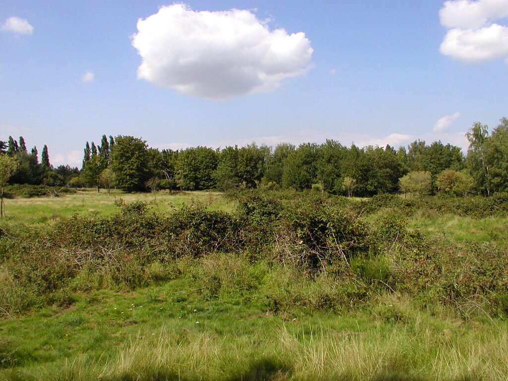 Brombeergebüsch auf Wiese am Krahpuhlsee (2007)