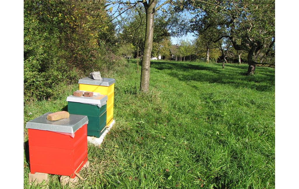 Der Bienenstand am Rande der Obstwiese in Nümbrecht-Hömel sorgt dafür, dass gerade bei wenigen sonnigen Stunden zur Blütezeit die Honigbienen für eine rasche Bestäubung und gesicherte Ernte sorgen (2010).
