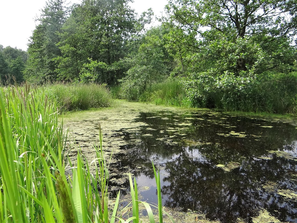 Naturschutzgebiet Fleuthbende bei Kevelaer-Winnekendonk (2014)