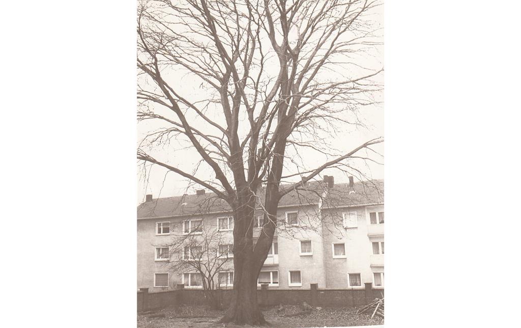Blutbuche in Radevormwald (um 1960)