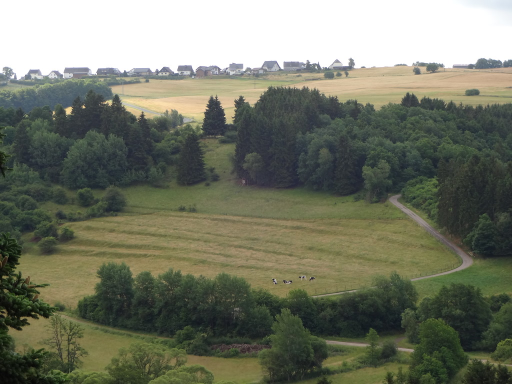Ehemalige Ackerterrassen mit Rinderbeweidung bei Hellenthal-Wildenburg (2015)