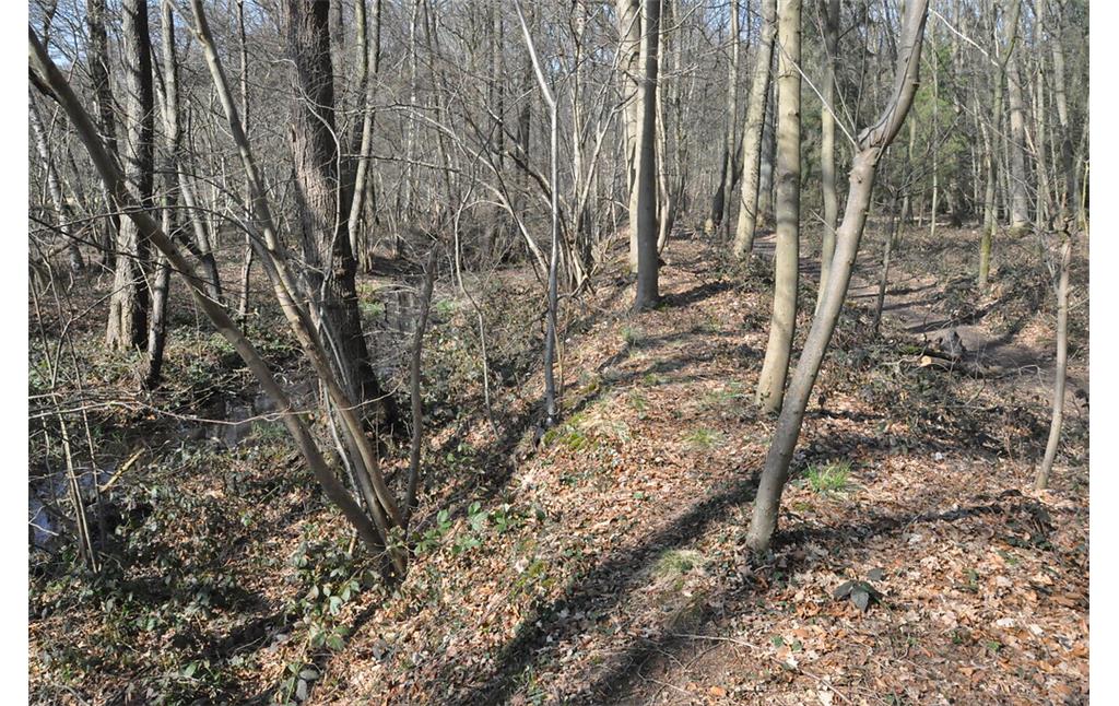 Landwehrabschnitt mit Wassergraben (links) und Waldweg (rechts) im Tüschenbroicher Wald (2021)