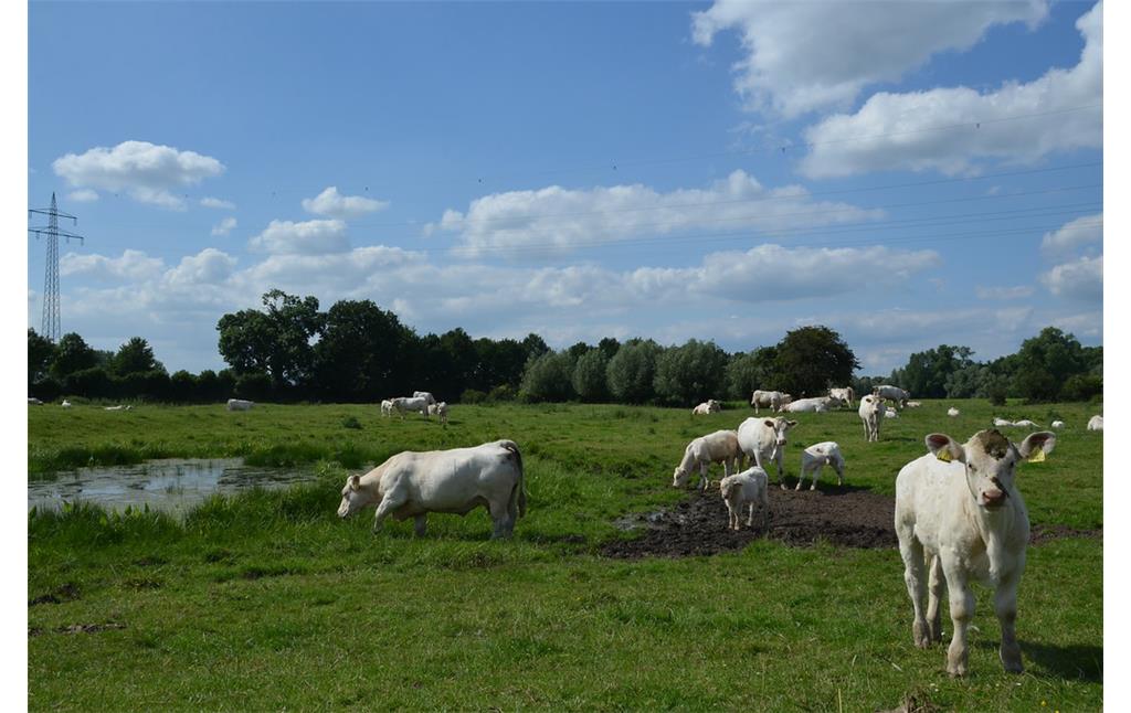 Charolais Herde im Naturschutzgebiet der Rindernschen Kolke (2012)