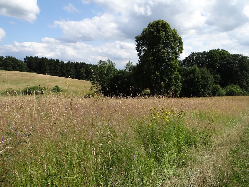 Blick vom Feldweg auf eine artenreiche Wiese östlich der untergegangenen Ortschaft Kahlenberg (2015)