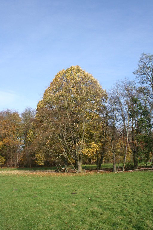 Spitzahorn im Arboretum am Stadtwald (2014)