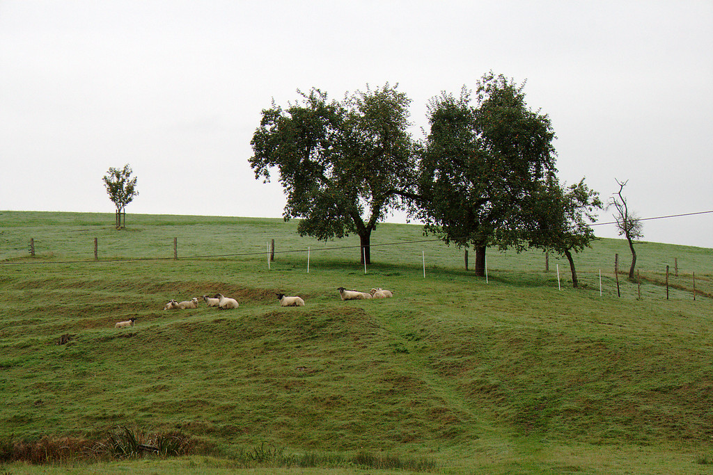 Schafweide mit Obstbäumen in Bühlstahl (2013)