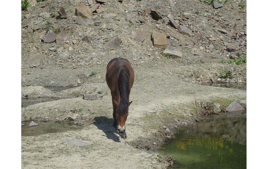 Exmoor-Pony im Steinbruch Bolzenbach (2015)