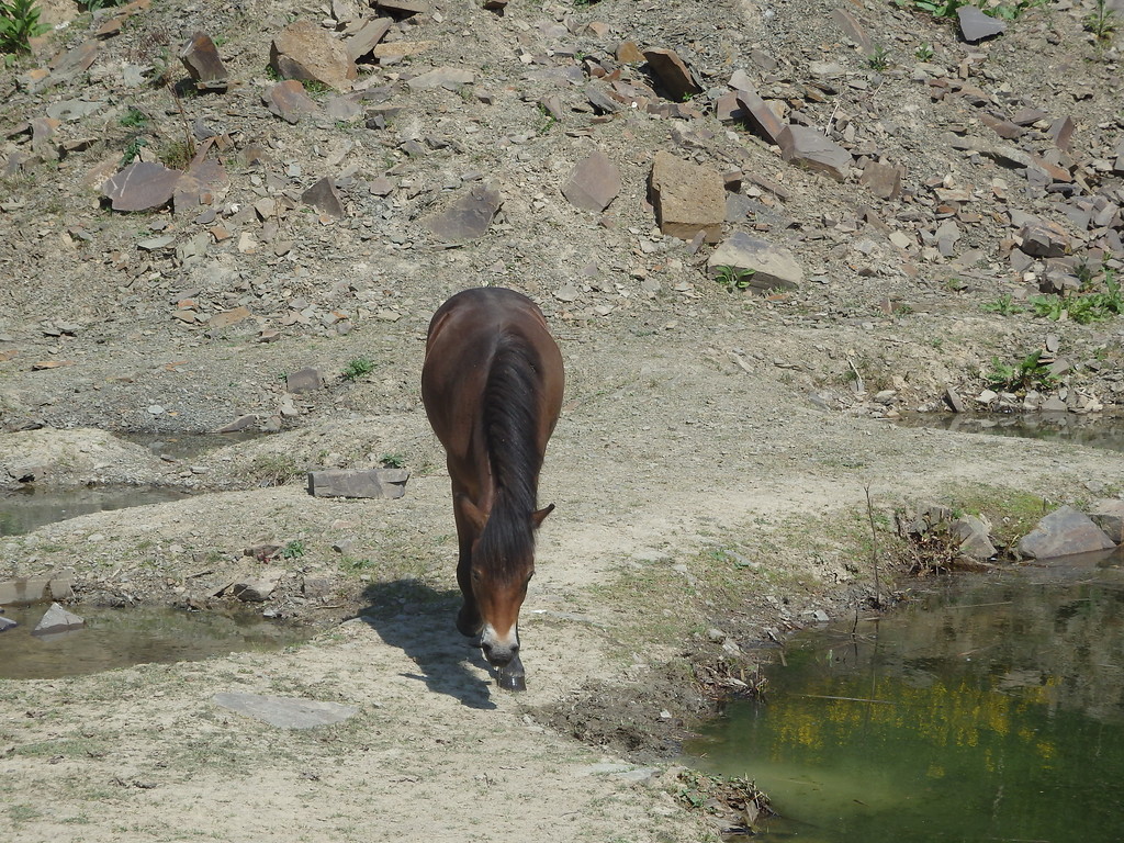 Exmoor-Pony im Steinbruch Bolzenbach (2015)