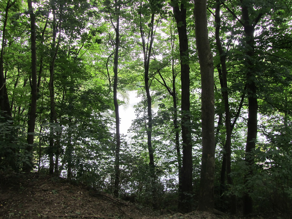 Die zwischen den wiederaufgeforsteten Bäumen durchschimmernde Wasserfläche des Lucretiasees in der Nähe des Birkhofes (2014).