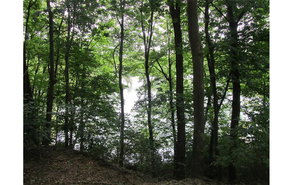 Die zwischen den wiederaufgeforsteten Bäumen durchschimmernde Wasserfläche des Lucretiasees in der Nähe des Birkhofes (2014).