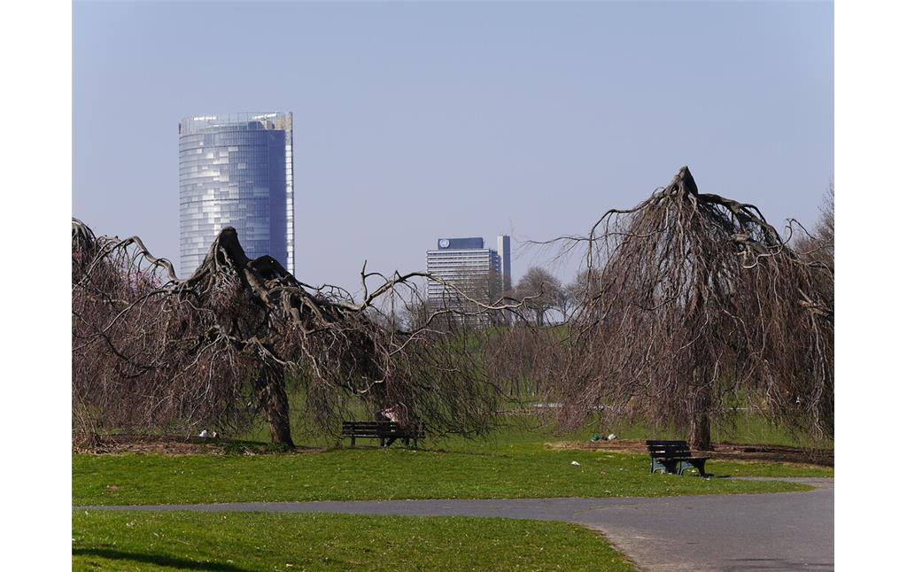 Zwei Hänge-Buchen im Rheinauenpark in Bonn (2017)