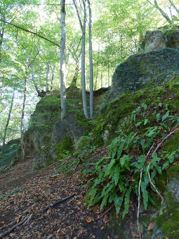 Hirschzungenfarn an einer Kalkstein-Bruchkante im Steinbruch Kohlenbusch in Bergisch Gladbach (2018)