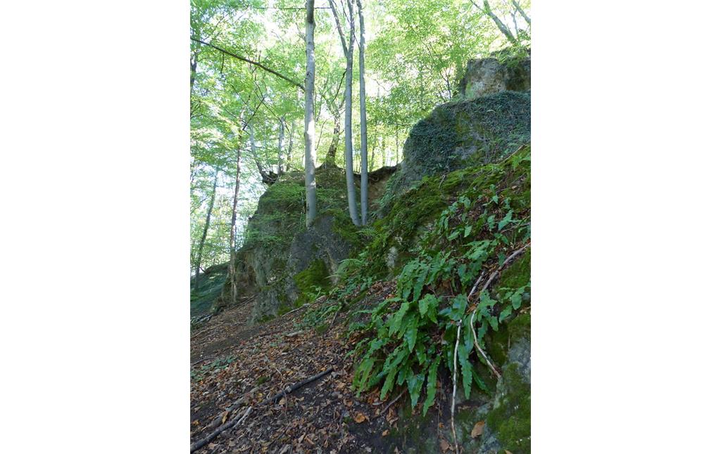 Hirschzungenfarn an einer Kalkstein-Bruchkante im Steinbruch Kohlenbusch in Bergisch Gladbach (2018)