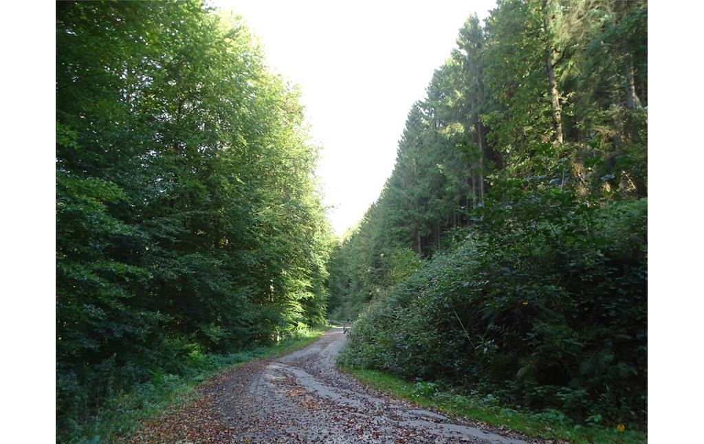 Historische Niederwaldreste im Staatsforst Burgholz (2018)