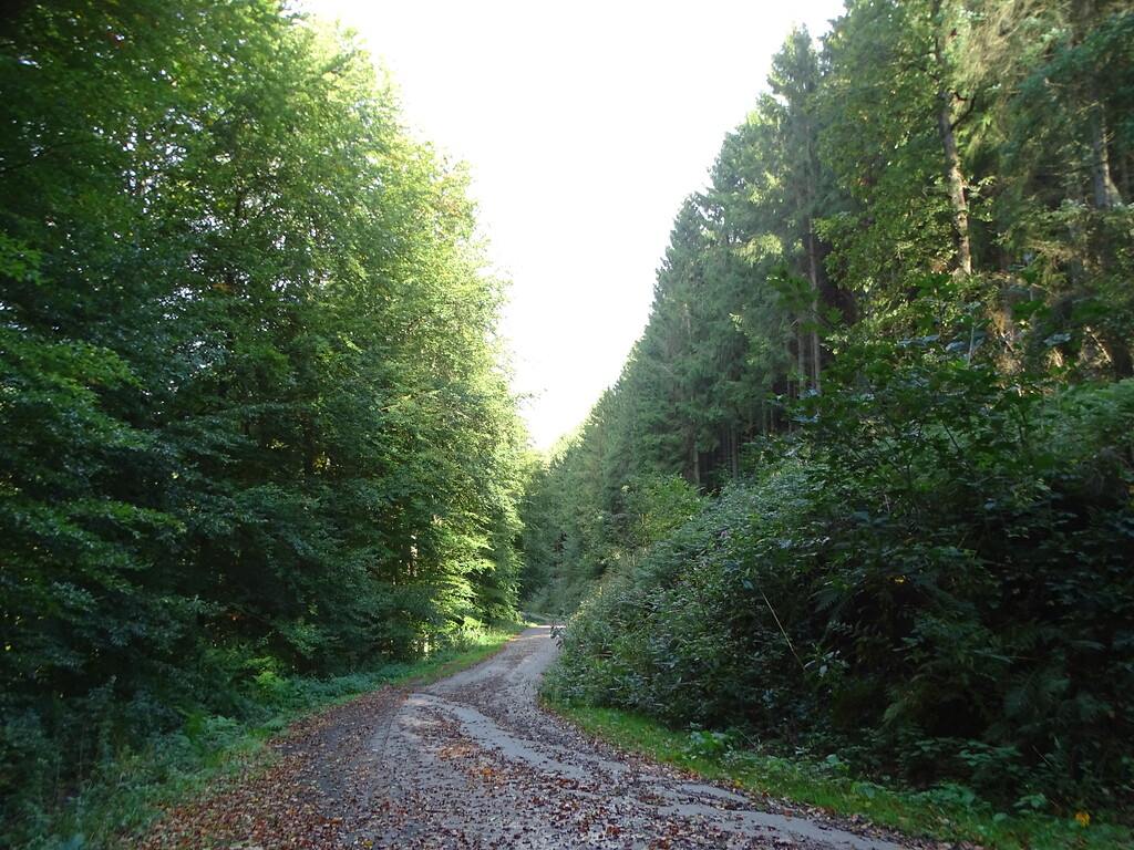 Historische Niederwaldreste im Staatsforst Burgholz (2018)