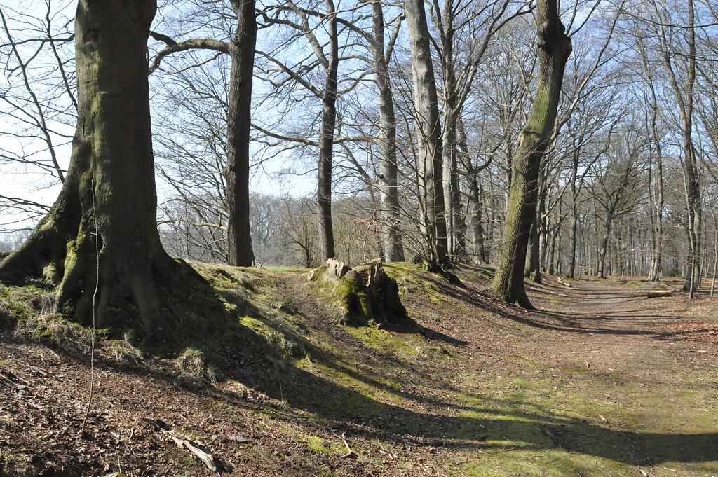 Der Landwehrabschnitt im Tüschenbroicher Wald ist auf der Wallkrone mit alten Buchen bestanden (2021)