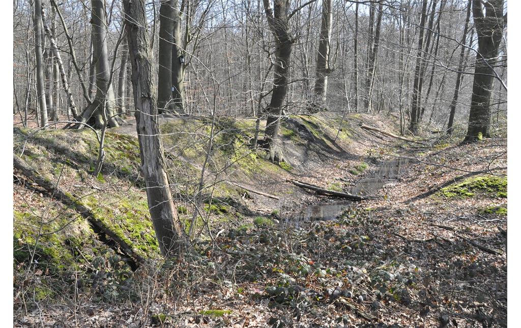 Dem Landwehrabschnitt im Tüschenbroicher Wald ist südlich ein noch heute wasserführender Graben vorgelagert (2021)