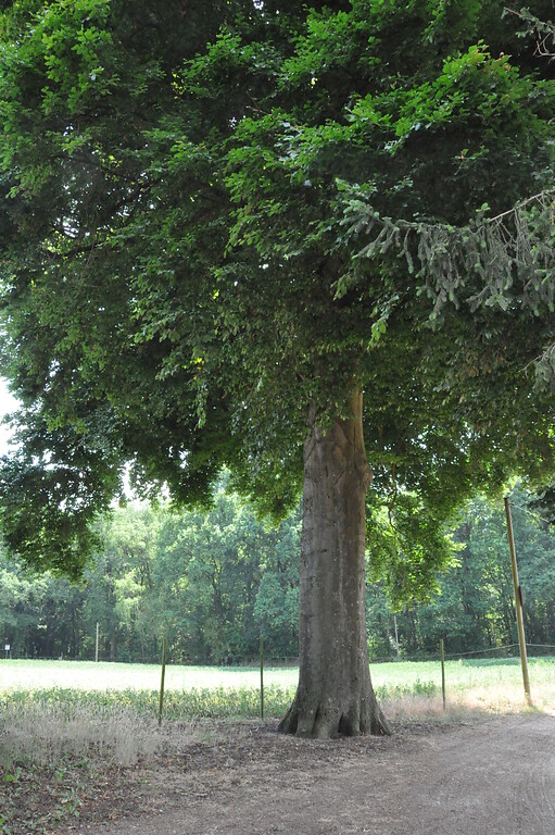 Die markante Buche ist der Hofbaum des Gitstapper Hofes und gleichzeitig ein Naturdenkmal (2017)