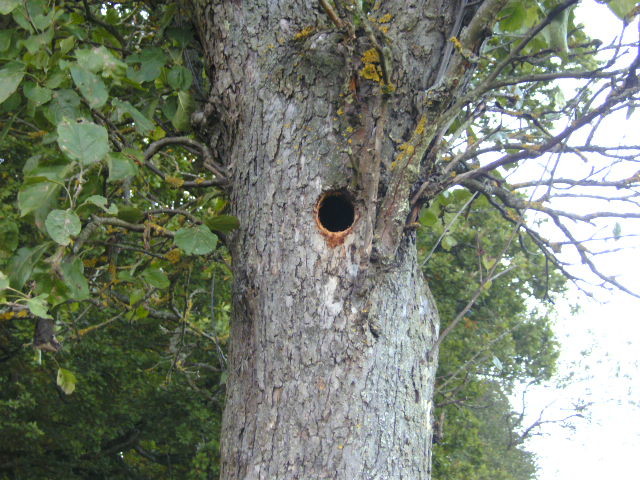 Eine Spechthöhle im Stamm eines Apfelbaumes bei Bad Münstereifel, Gut Vogelsang (2013).